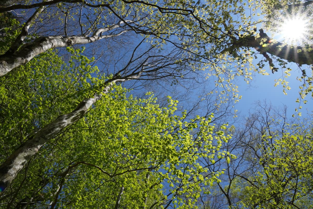 spring_azegamaru03.jpg