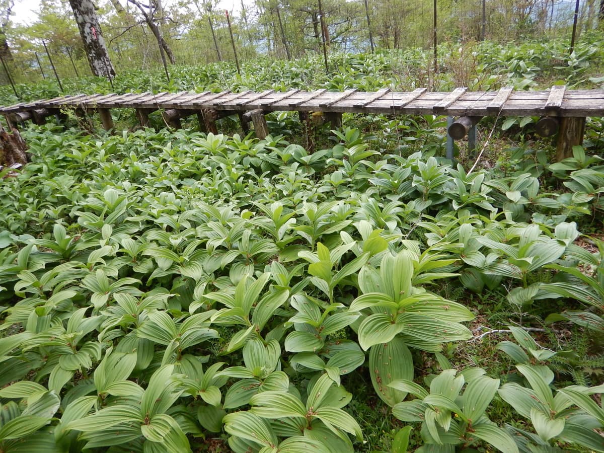 spring_hinokiboramaru02.jpg
