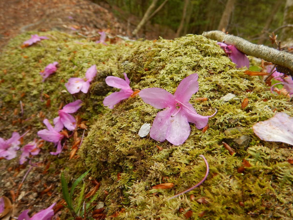spring_azegamaru05.jpg