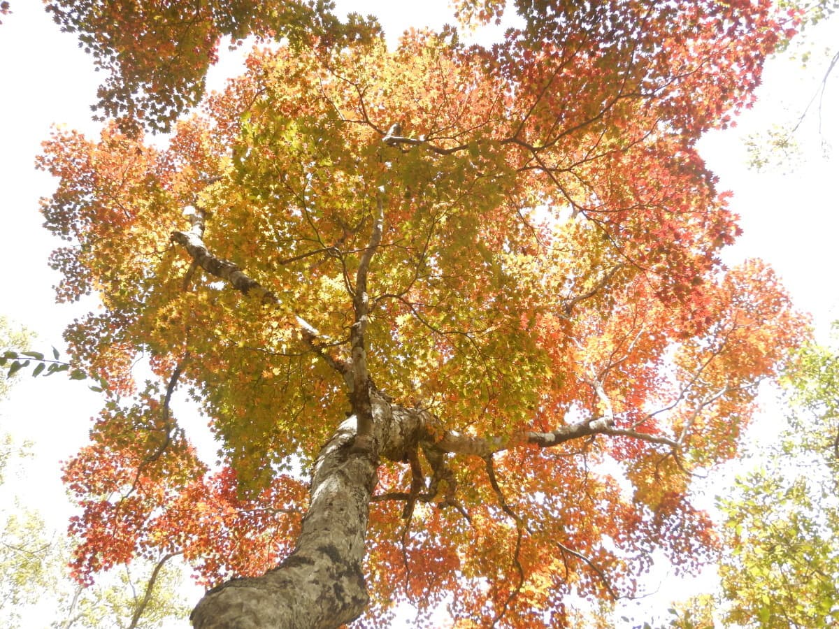 autumn_hinokiboramaru02.jpg