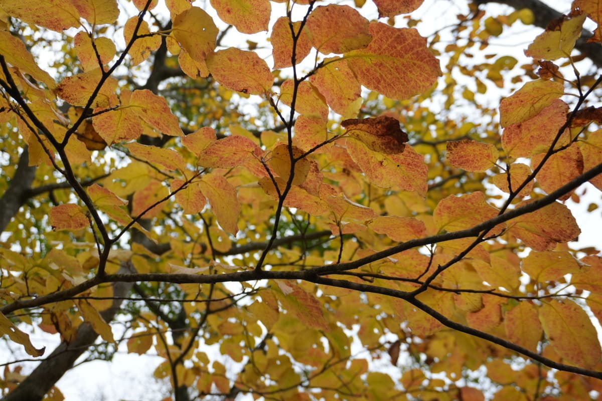 autumn_azegamaru02.jpg
